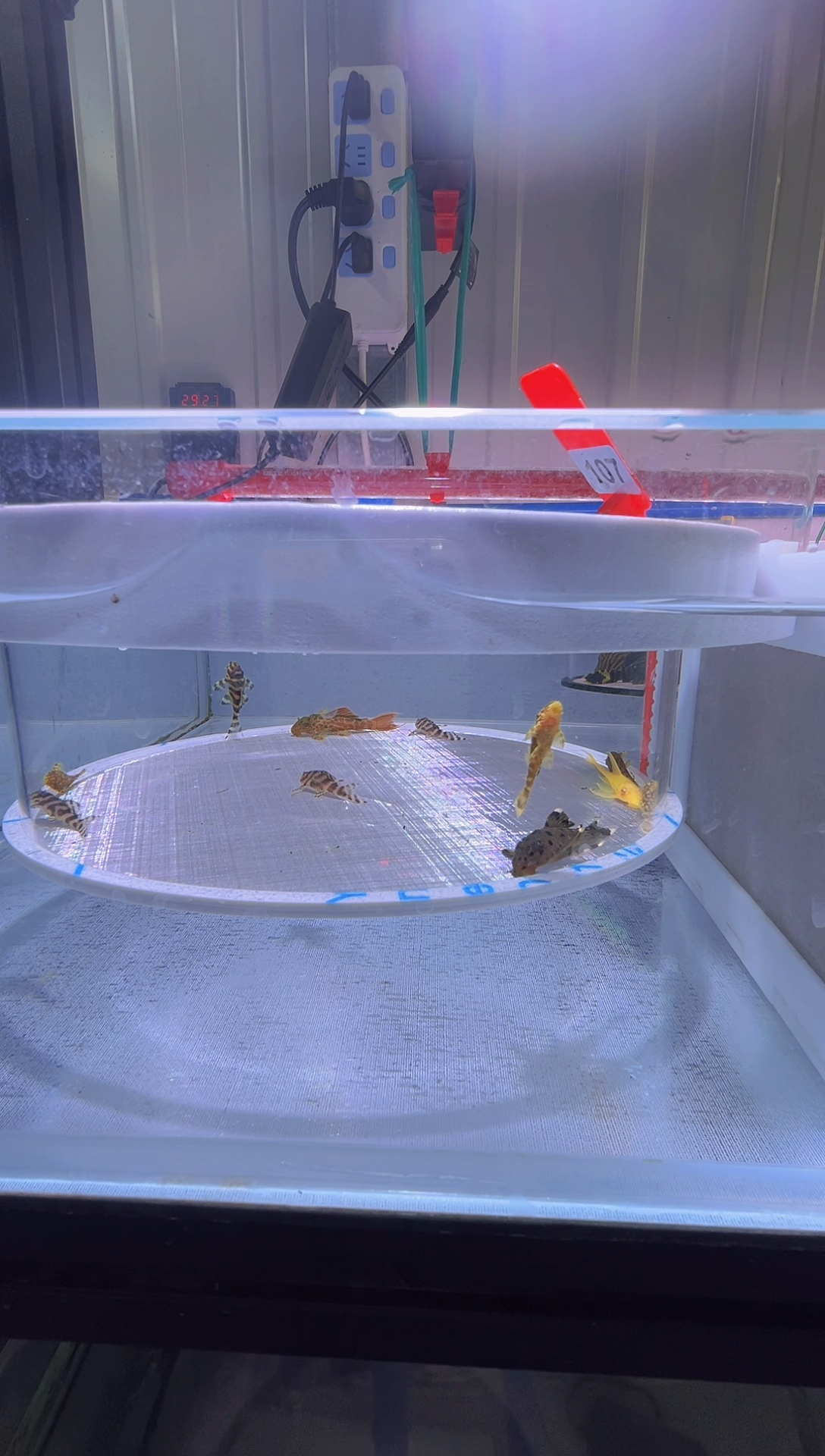 清道夫鱼小组合不包入缸损107