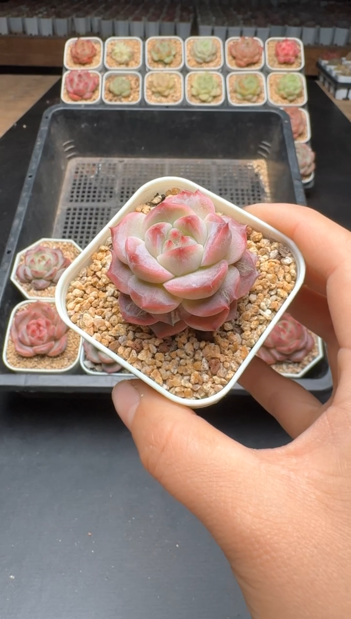 【闪购商品】218C物拍多肉带盆土6.5杯拍3颗包柚