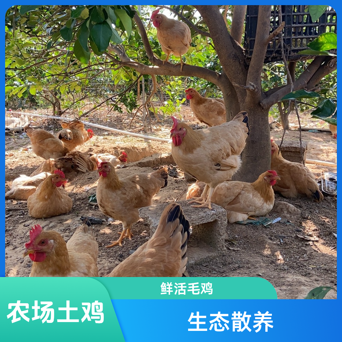 生态土鸡（活）一只（约3斤左右）