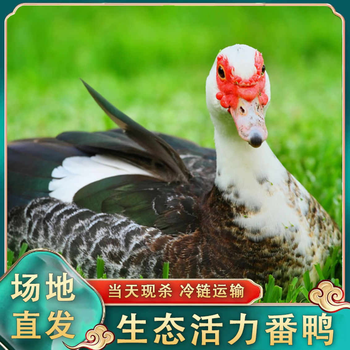 农家散养放养番鸭 现宰现杀到手 2只9-10斤