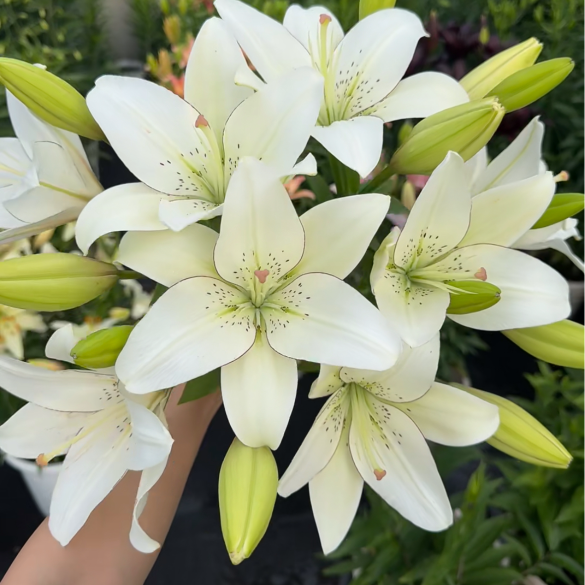 【眼线】16/18 LA亚百百合种球盆栽 进口百合种球栽种