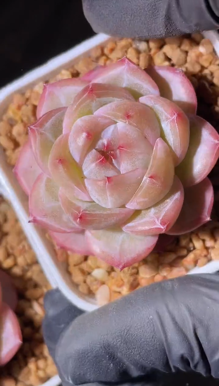 2647 桃灼单头2-3厘米 量拍发一颗