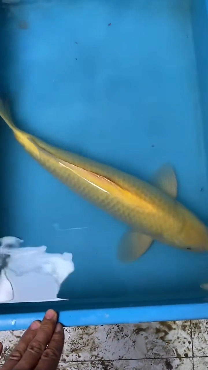 锦鲤芥子51公分顺丰空运