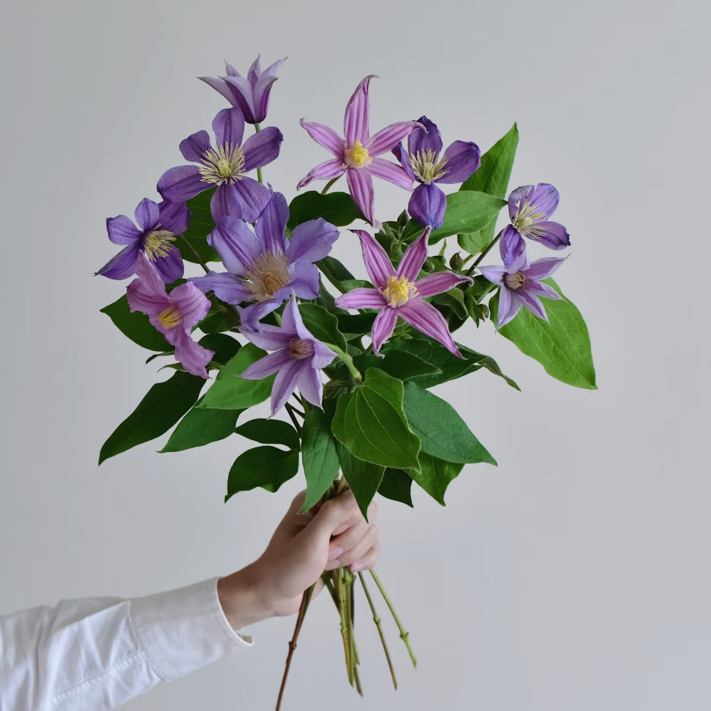 小众鲜切花【铁线莲】