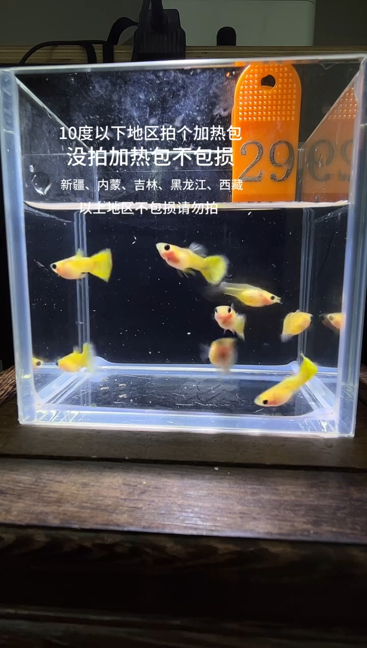 孔雀鱼黄金玻璃普通29