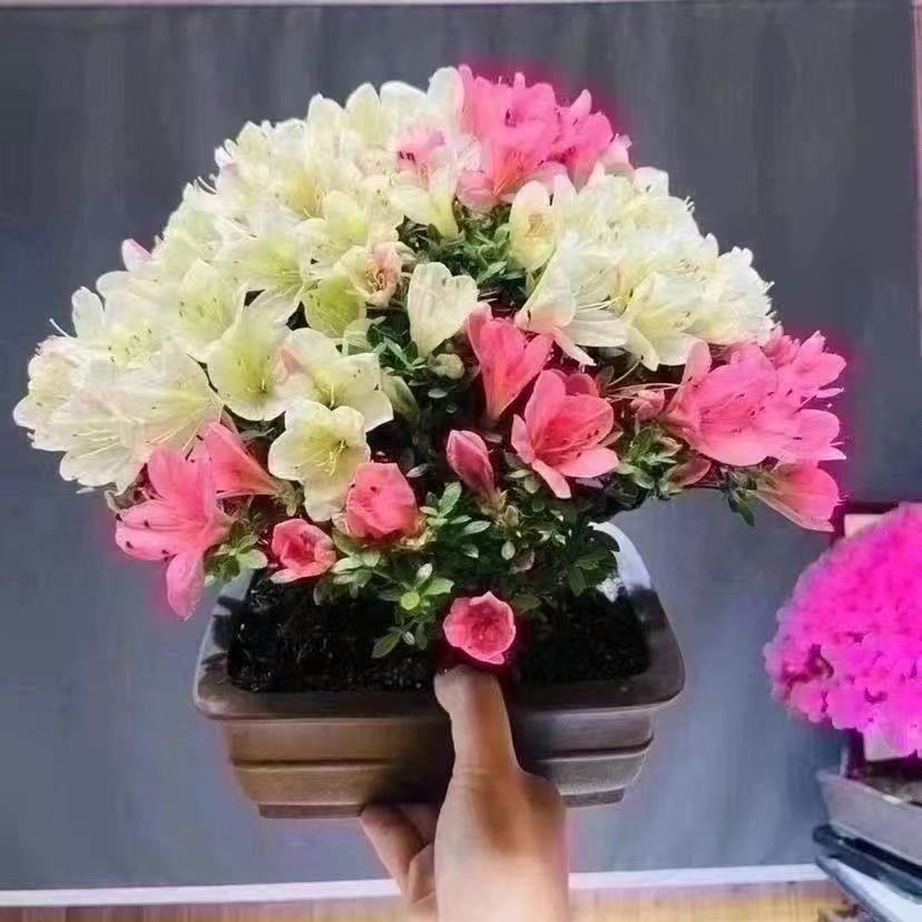 杜鹃花卉盆景花卉室内外四季常青耐寒可地栽盆栽