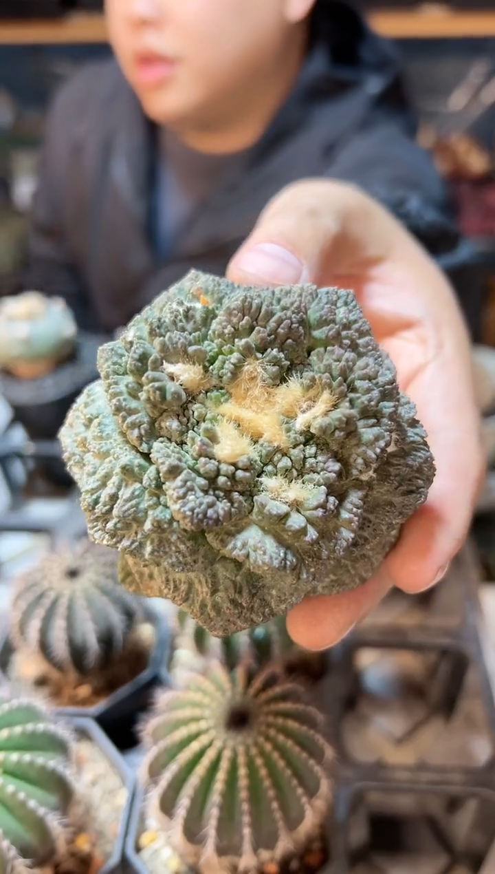 【闪购商品】4号自根哥斯龟甲牡丹7.7公分