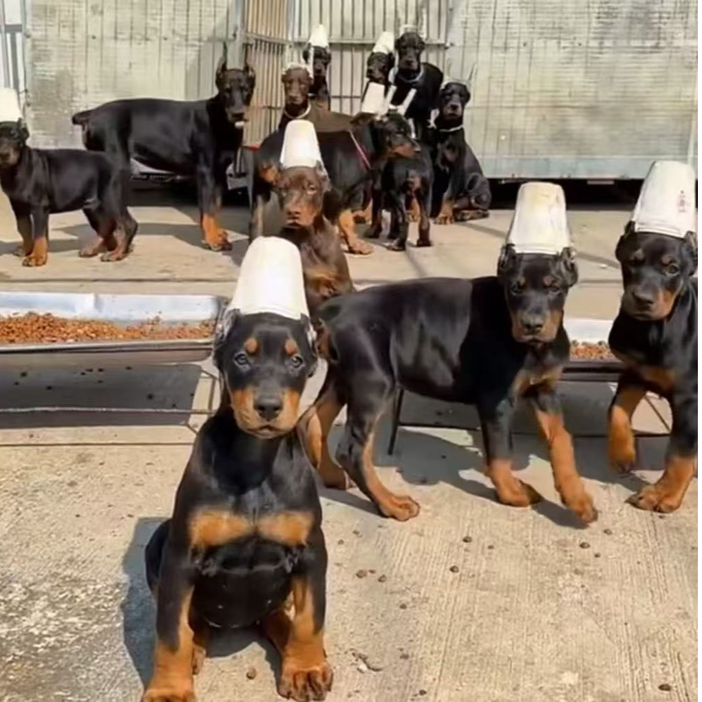 【九妹杜宾】纯种杜宾犬 宠物活体狗狗