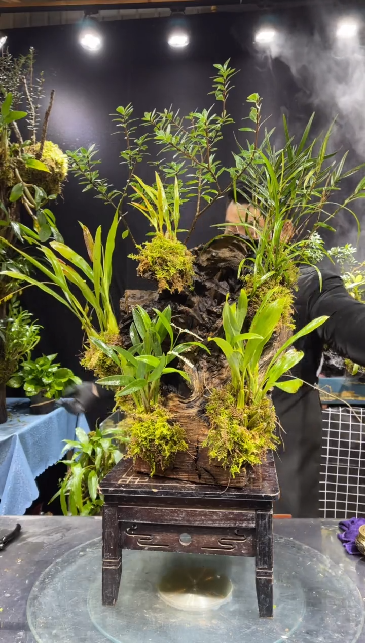 无花朵春****。风化木