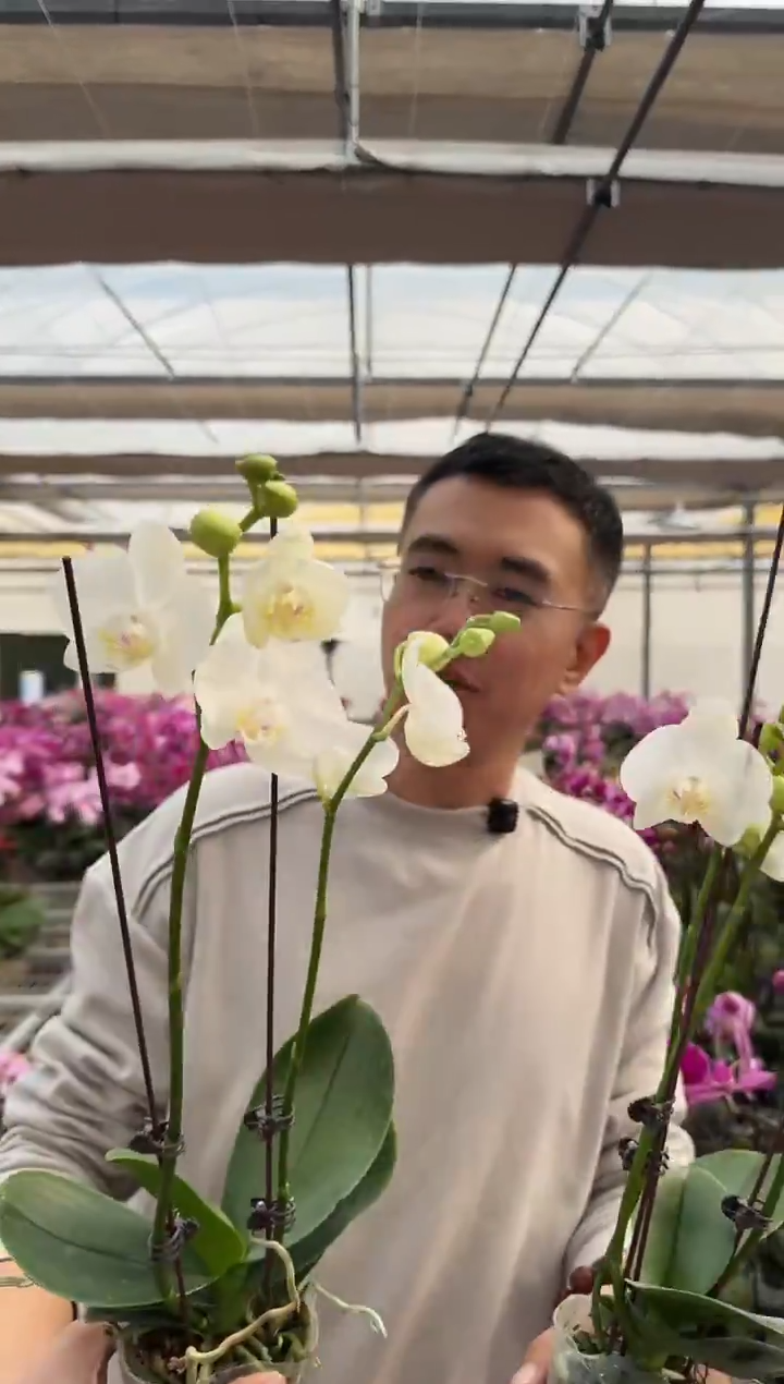 完全开放阿玛1棵