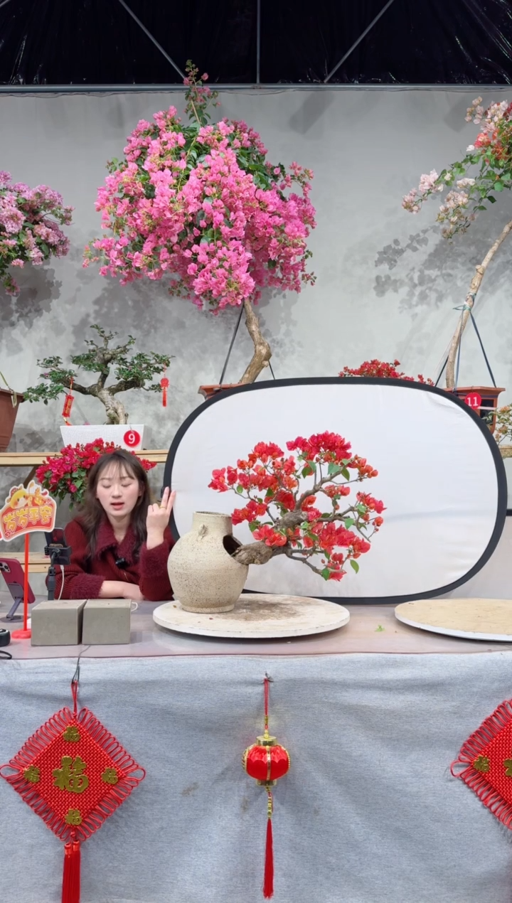 【闪购商品】盆景四季同安红