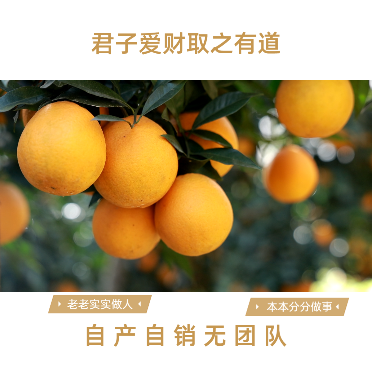 赣南脐橙【江西脐橙寻乌直发】现摘现发赣南脐橙自产自销只发叶果