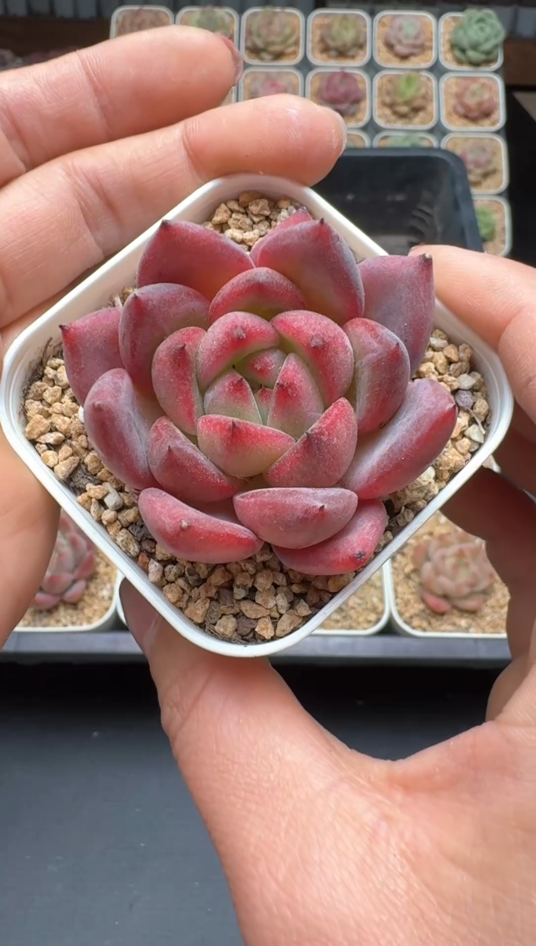 【闪购商品】457号 珍妮杂交多肉 花卉植物