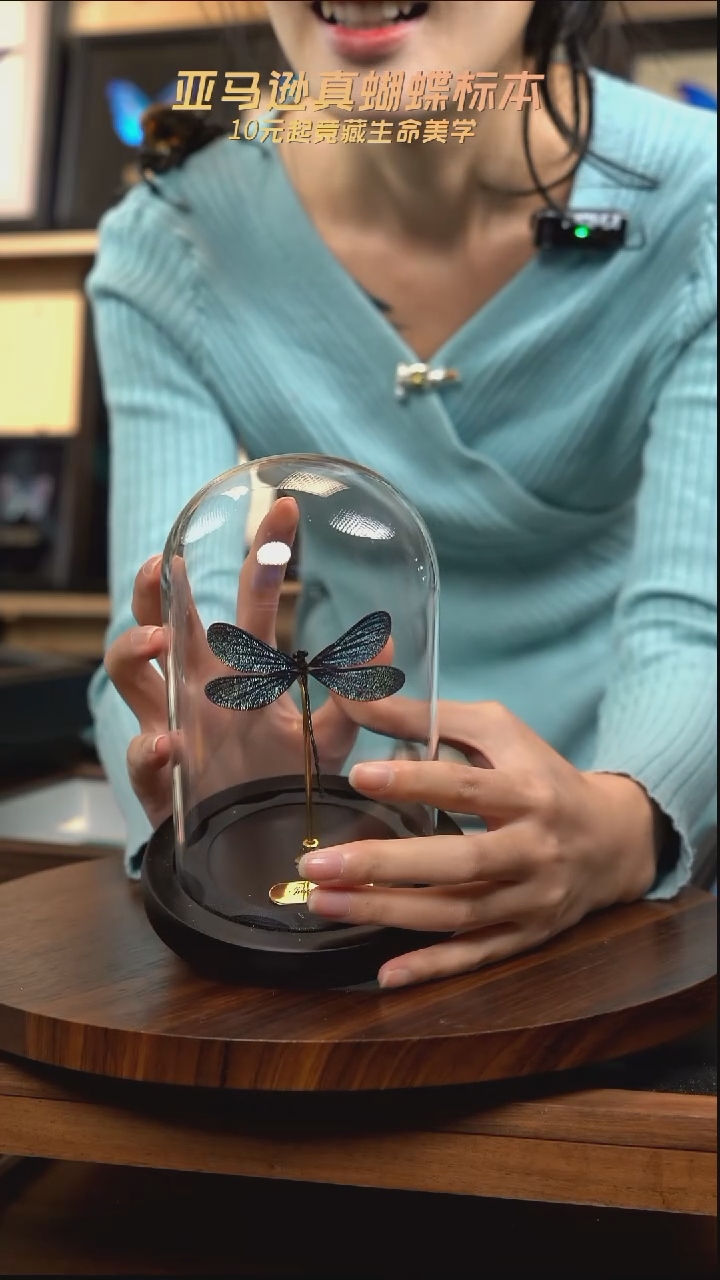 暗溪色蟌小号玻璃罩