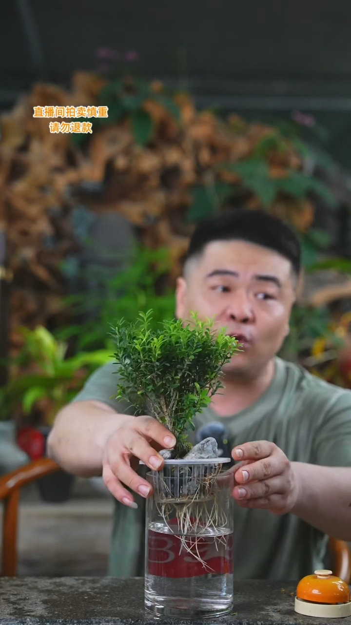 当前无花栽培后可以开花黄杨39T