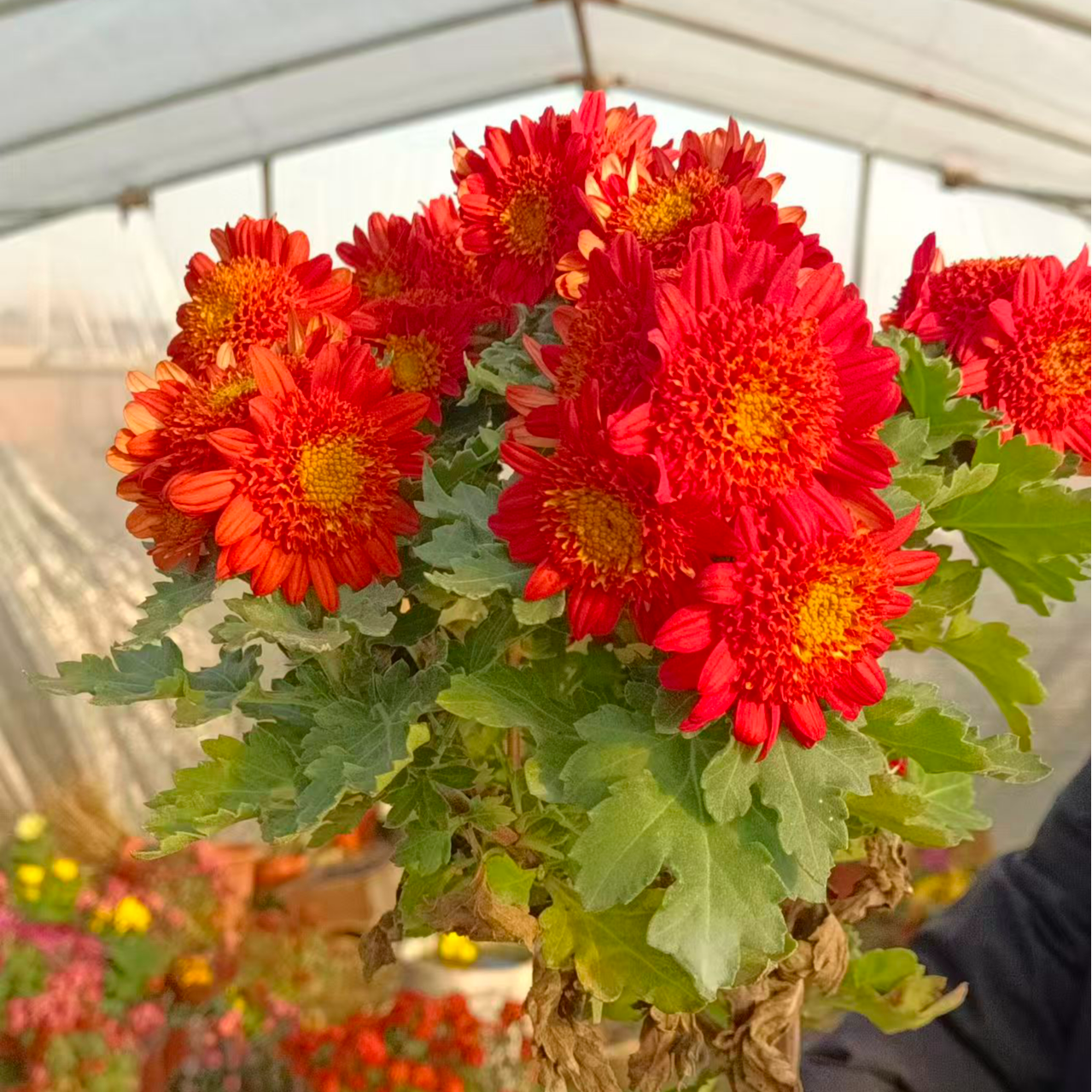 多年生耐寒耐热多头菊盆栽花卉室内外好养易爆花自然成球实生菊花