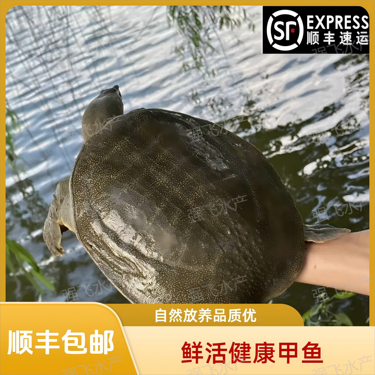 【2只装】到手不低于6斤 青黑背白油 散养甲鱼 顺丰包邮包活