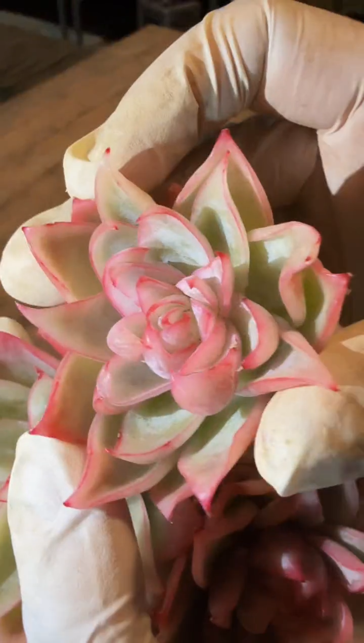 冰心单头（4-6cm）脱土