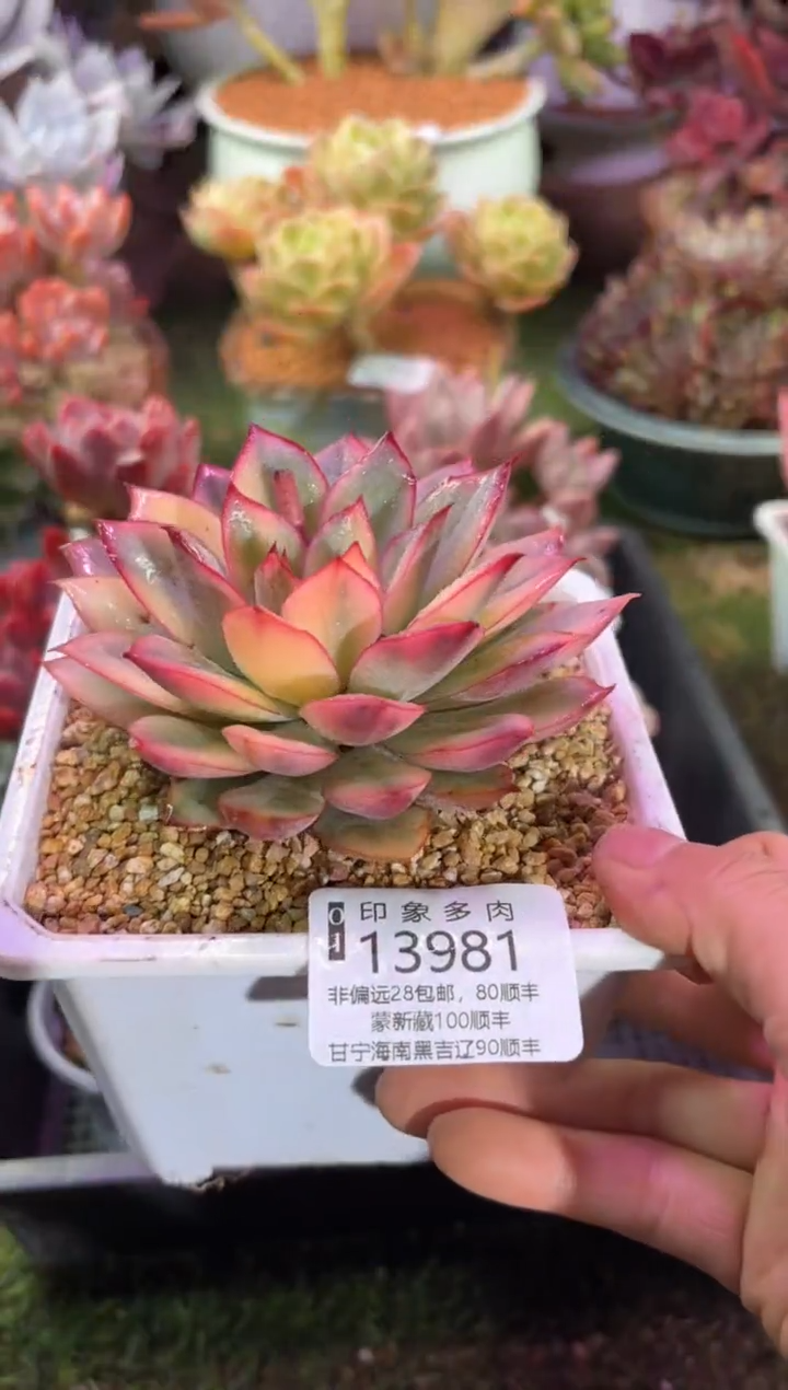 【闪购商品】13981