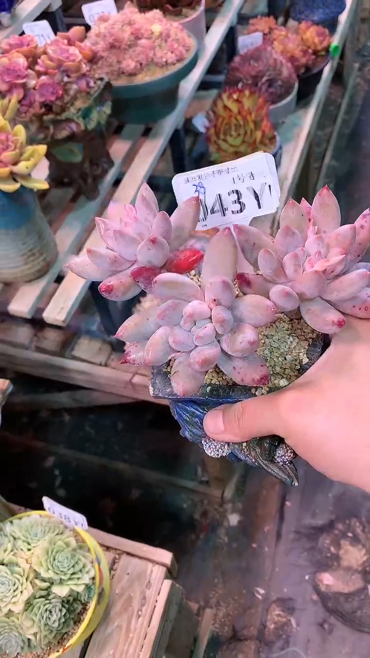 【闪购商品】043YYY