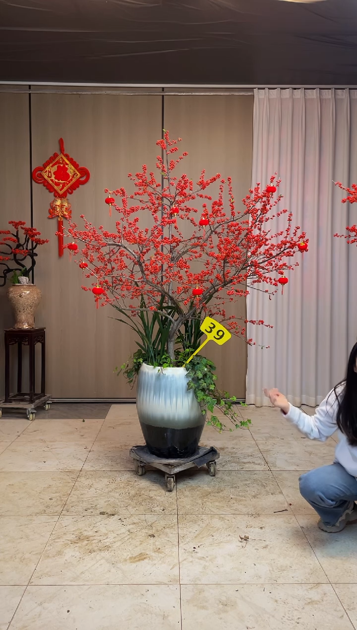 【闪购商品】北美冬青