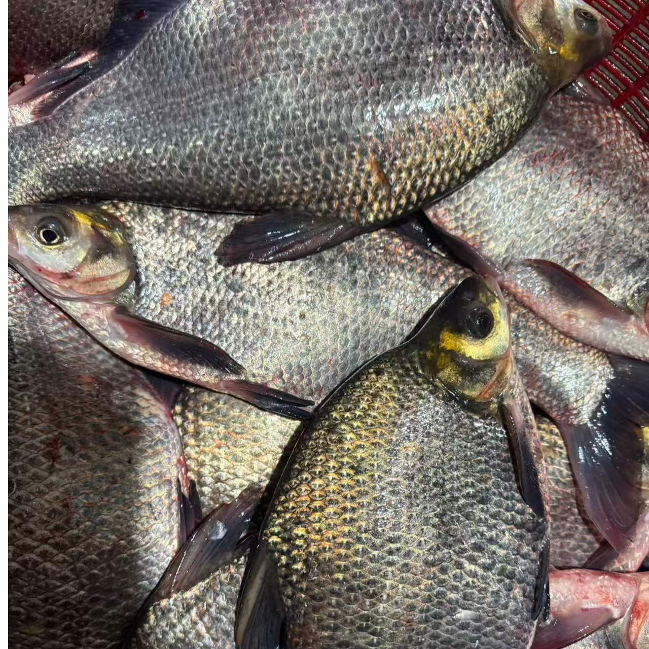 东北冷水鳊花鱼顺丰包邮保鲜不保活