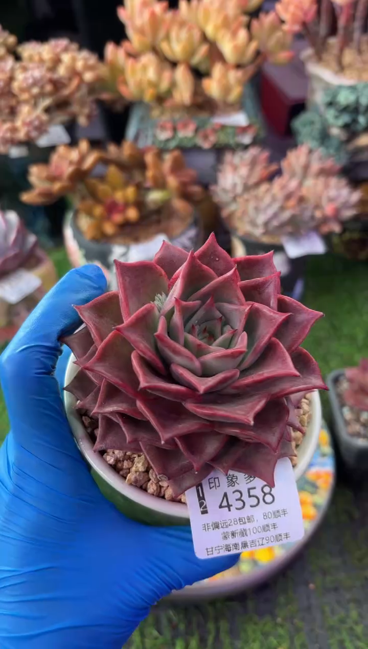 昆明印象多肉4358