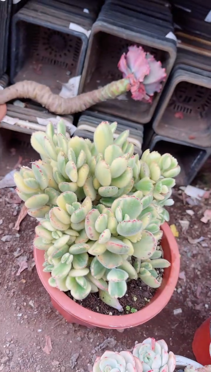 【闪购商品】09323