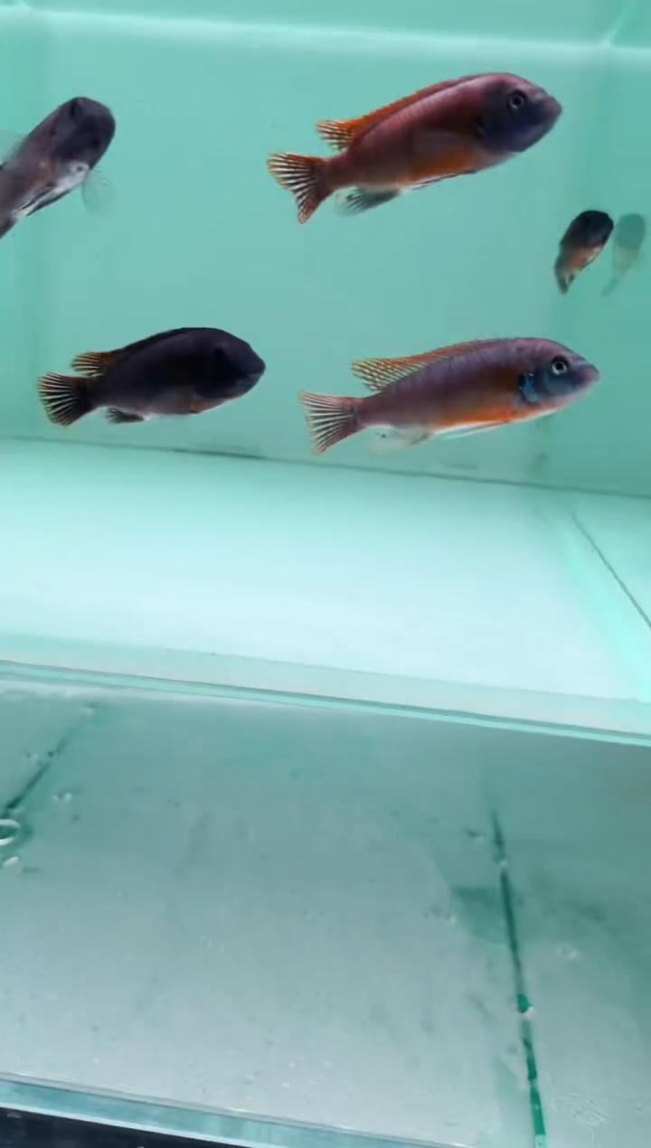 慈鲷鱼卡塔乐小丑7-9cm一条