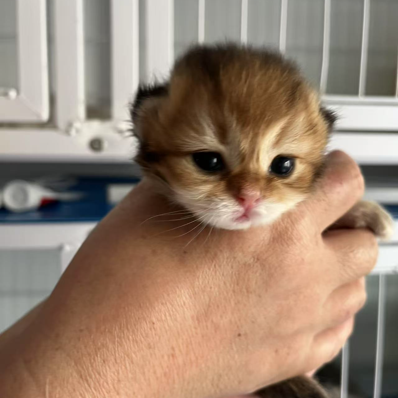 《Vence的猫》英短金渐层活体宠物