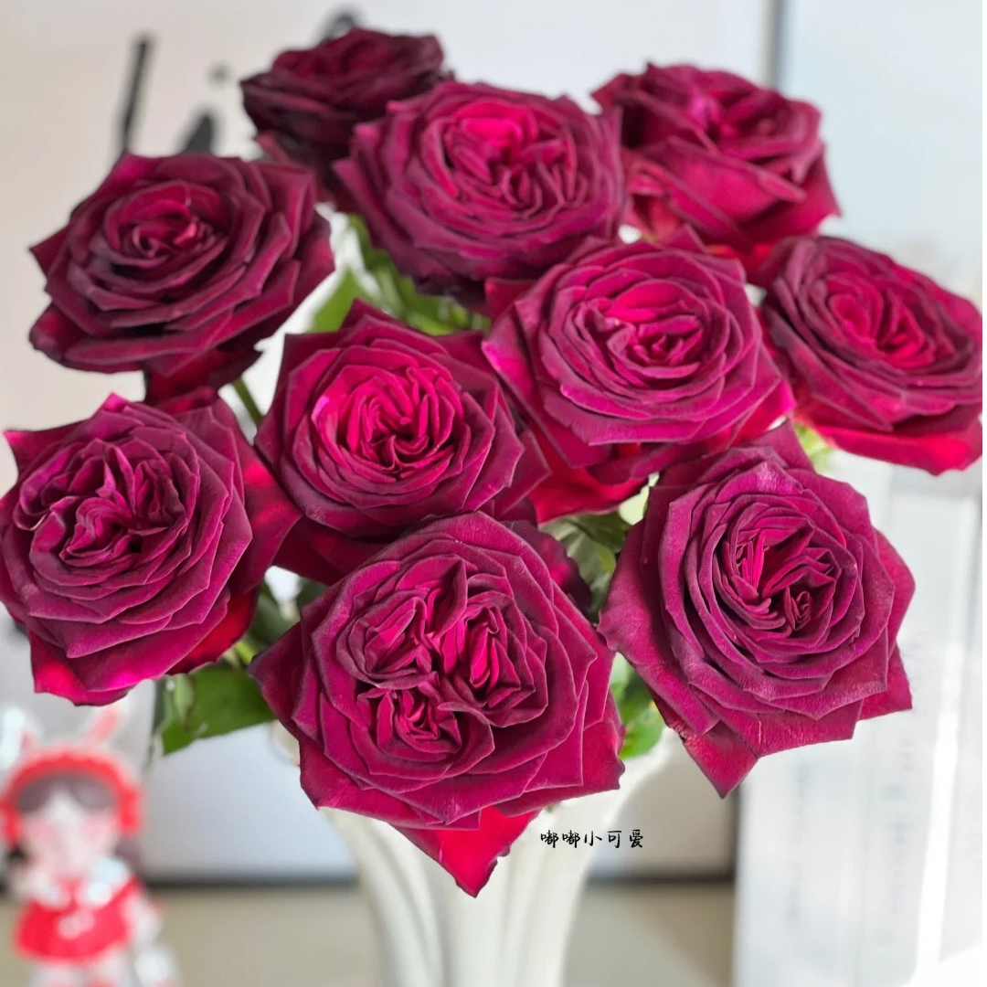 新品暗香红色灌木浓香大花丰花勤花多季盆栽地载阳台庭院别墅小苗