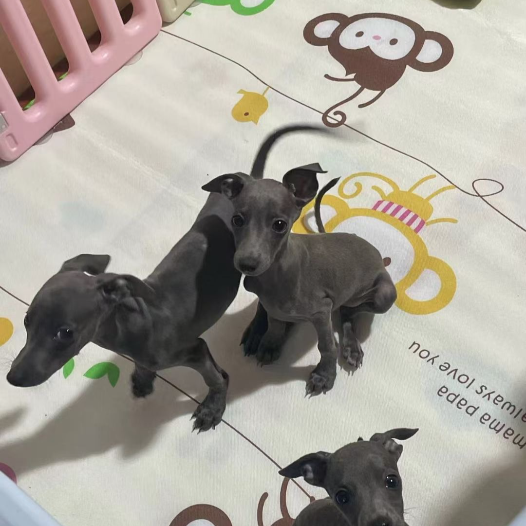 【晚鱼家意大利小灵缇】高端意大利小灵缇活体狗狗链接 