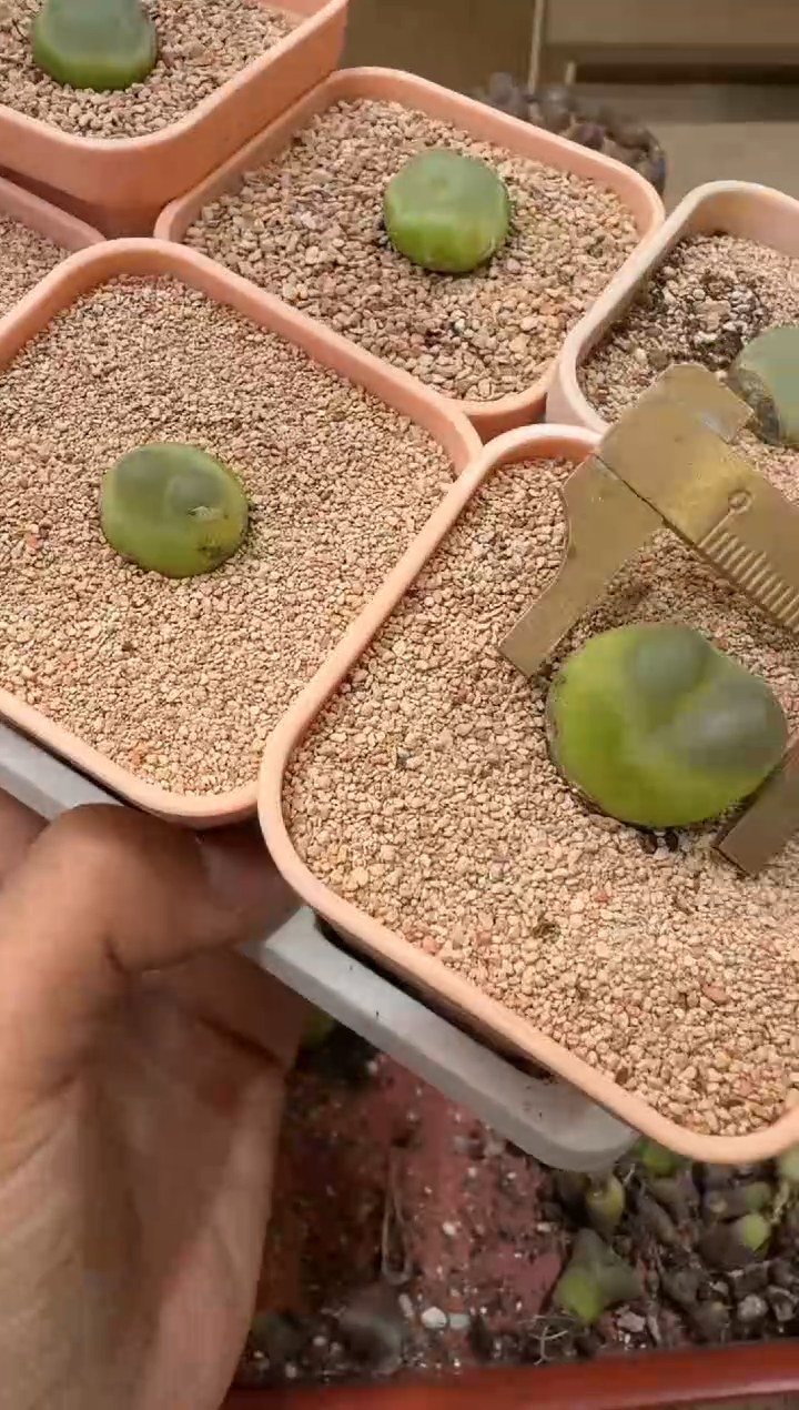 18-137多肉植物肉锥一颗