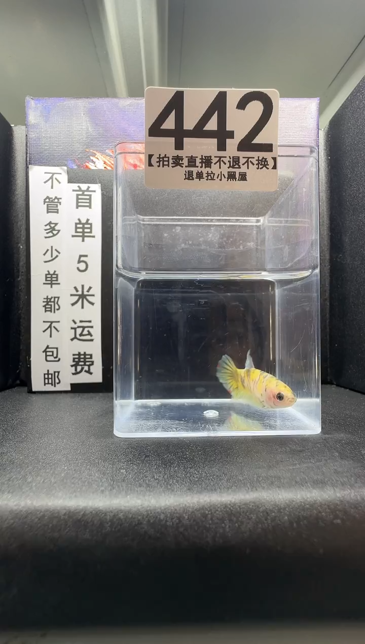 斗鱼母鱼编号：442