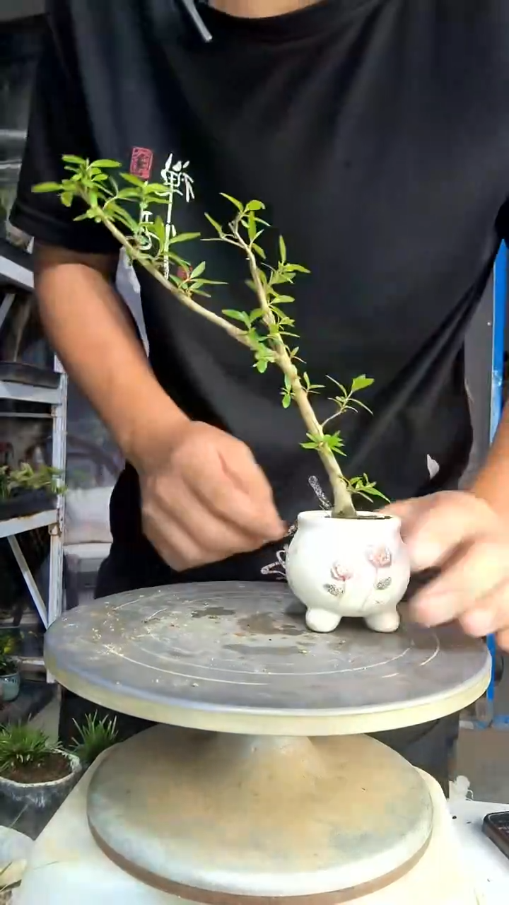 H****n中青园艺一物一拍59