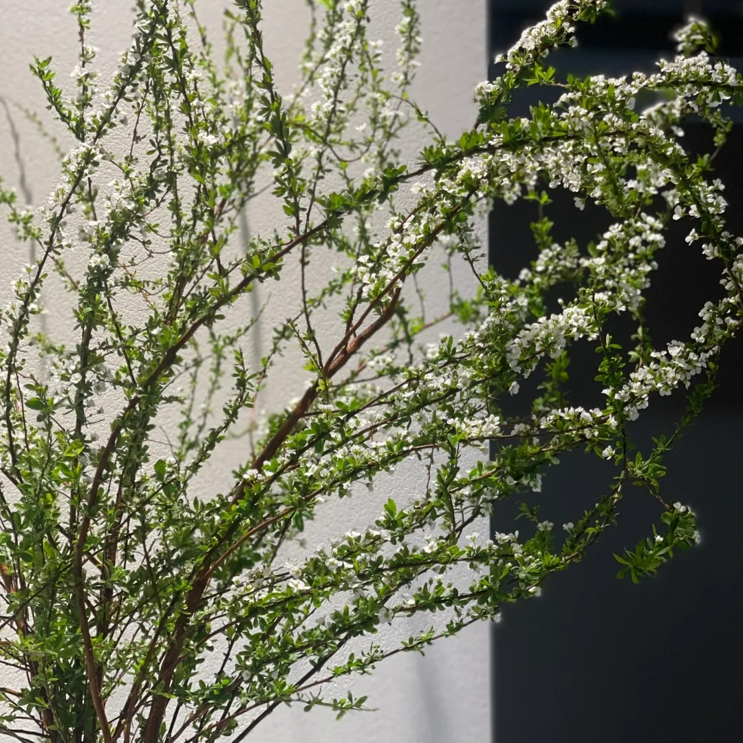 （蔓蔓）干枝雪柳4扎 20%防损 1单包邮（单独发货）