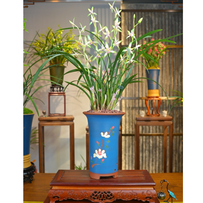 建兰铭品【仙山白鹤】名贵兰花 宜兴大师紫砂盆 室内好养易活