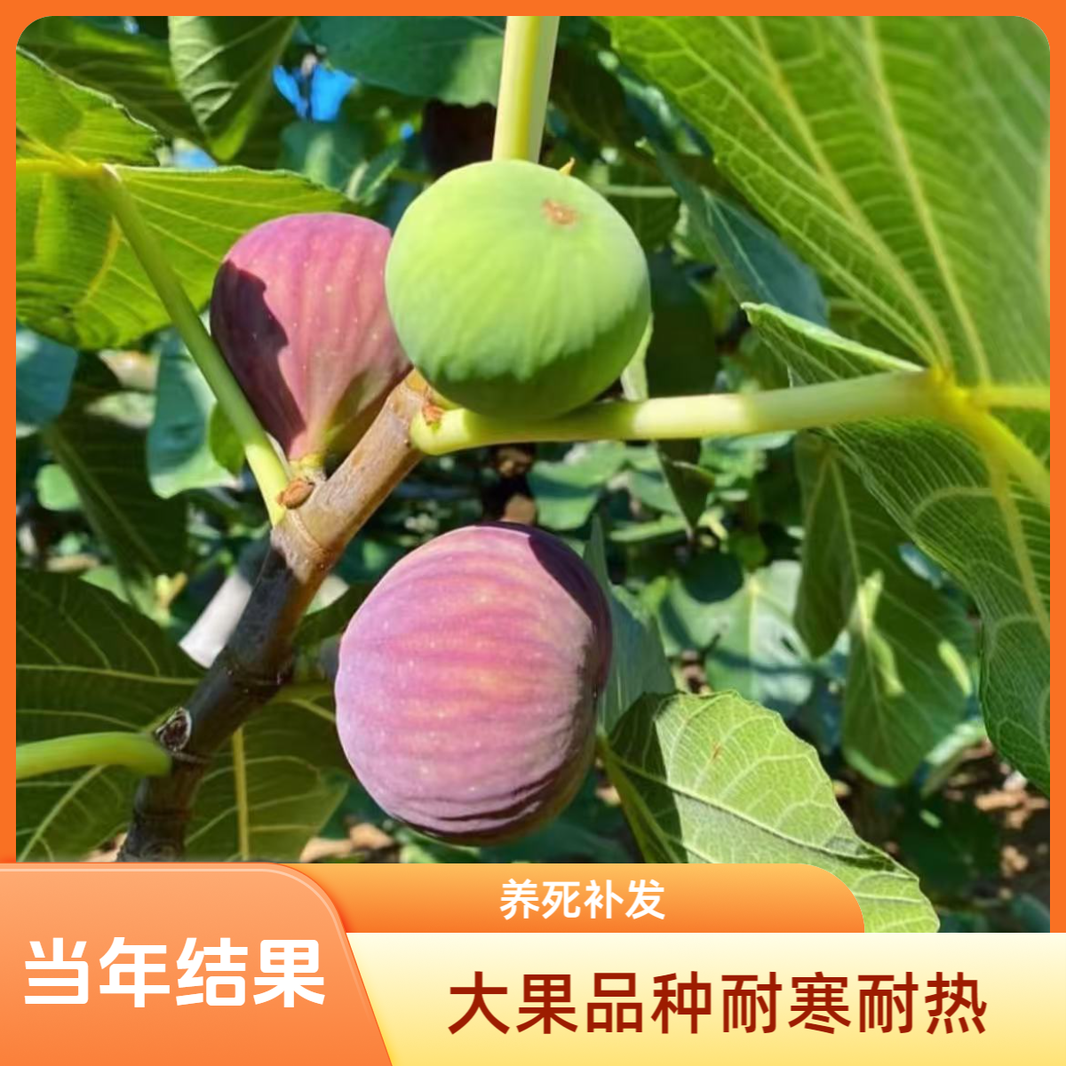 无花果树苗当年结果基地现挖直发盆栽地栽南北方种植耐寒耐热