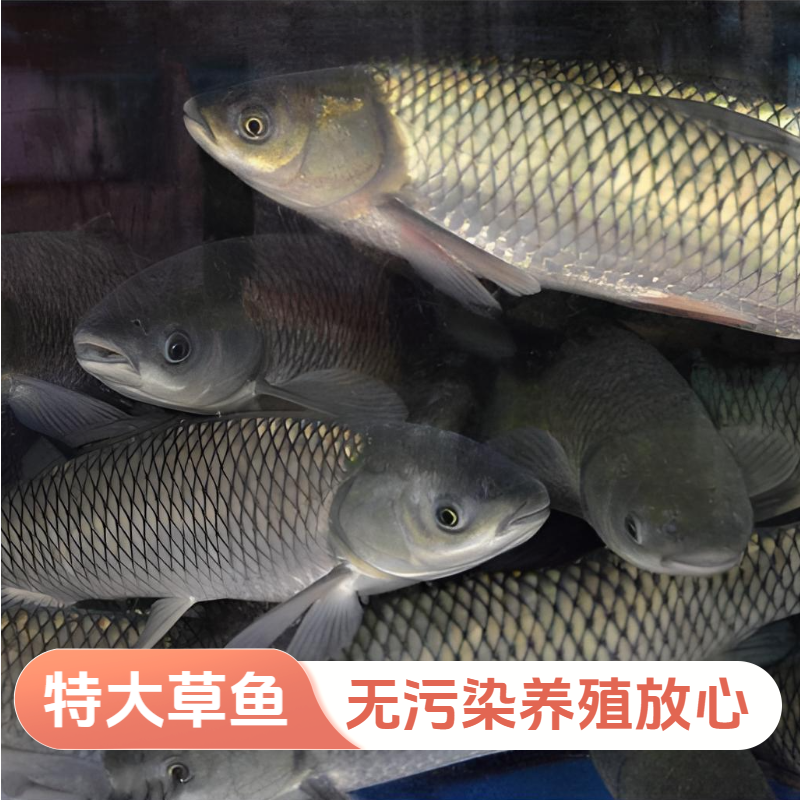 优质草鱼大规格半斤皖鱼饲料白鲢鱼螺丝鲫鱼包活