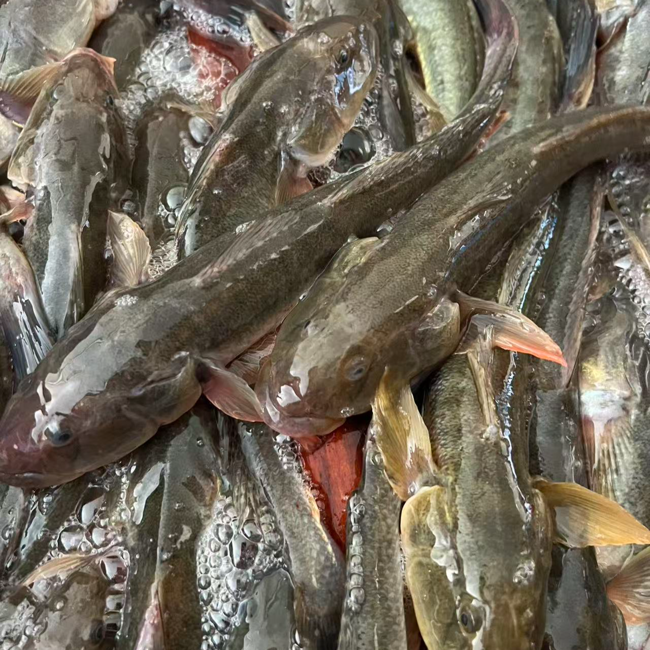 渤海湾本地海鲶鱼胖头鱼2-3条/斤顺丰发货