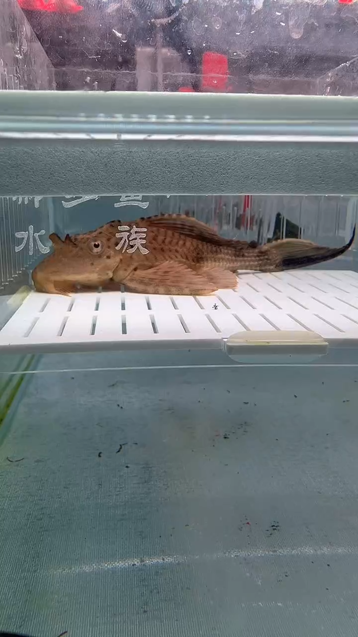 清道夫14.9不包入缸损  大方盒子鳄鱼