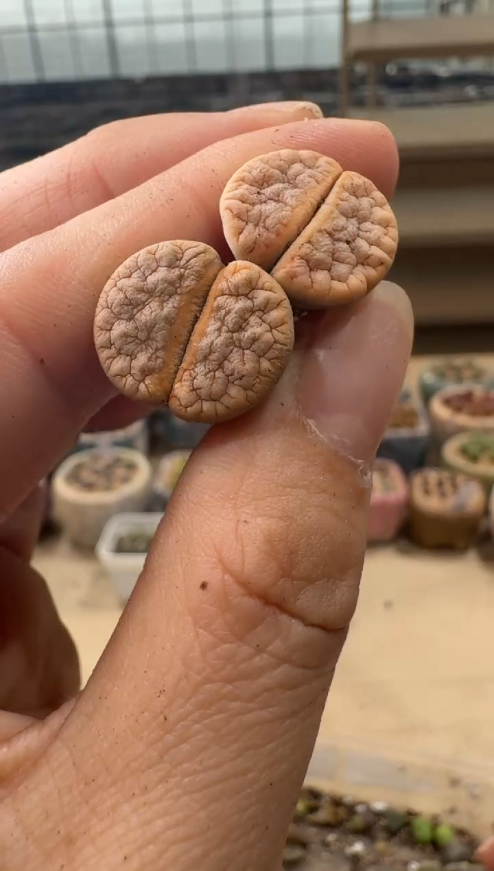 8-153多肉植物肉锥