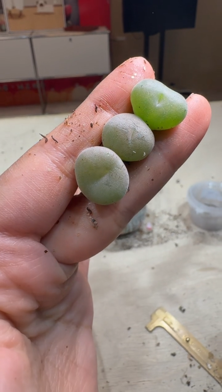 6-293多肉植物肉锥