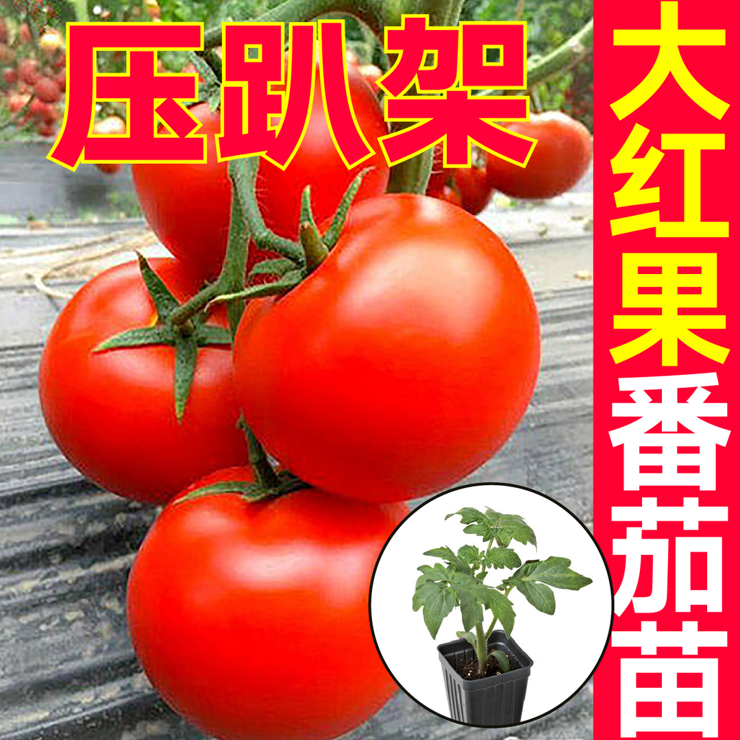 寿光精选大红番茄秧苗四季蔬菜苗阳台种植庭园种植