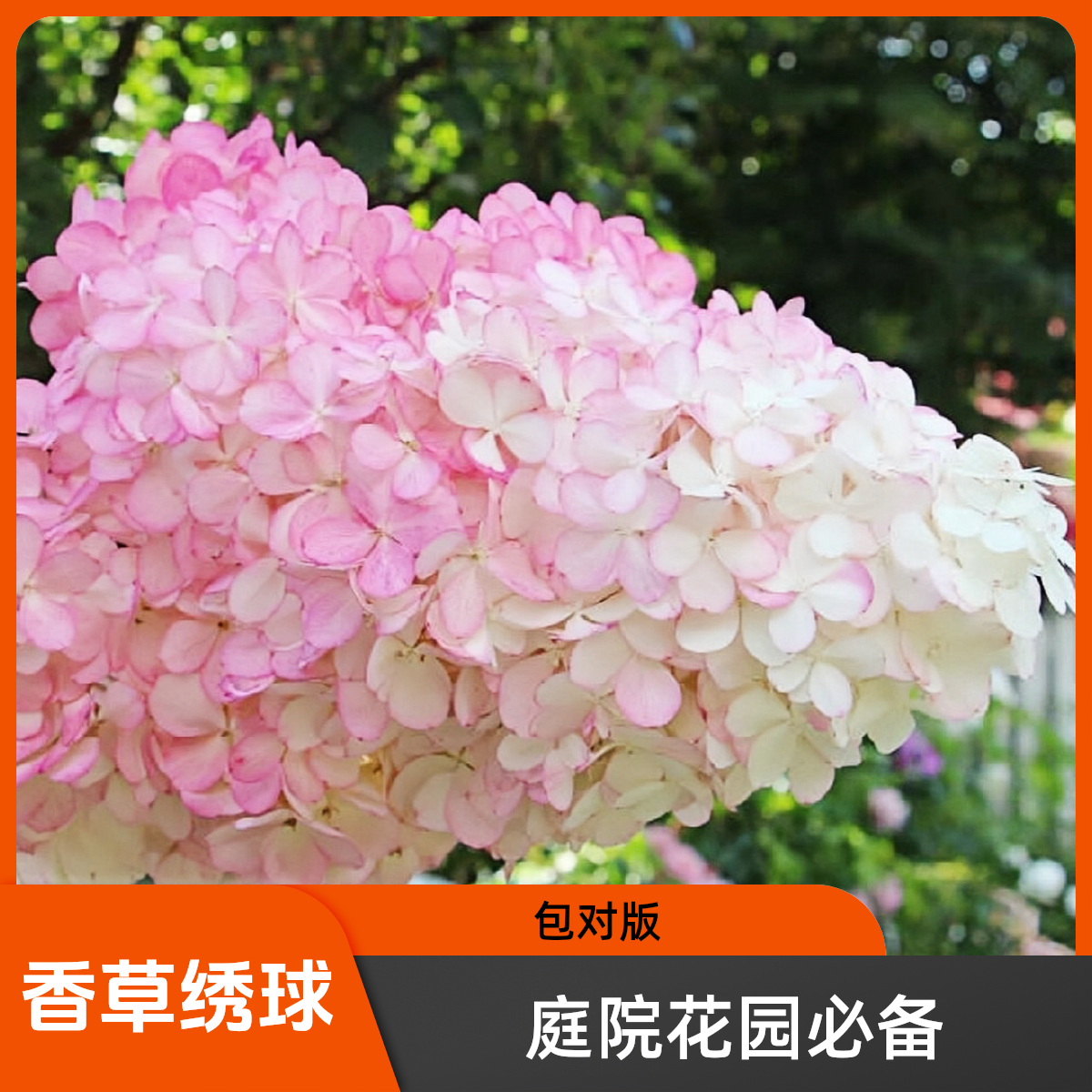 东北三角梅香草绣球圆锥绣球花基地庭院要栽盆栽大花长达绣球花苗