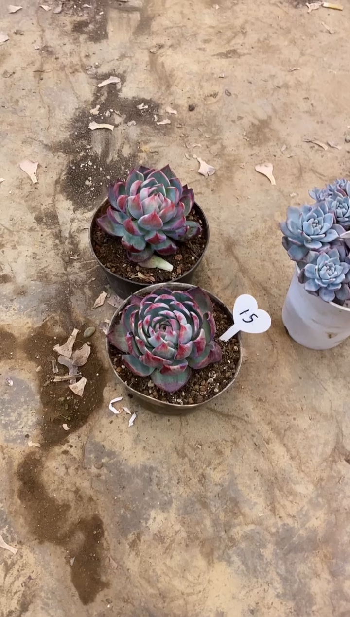 小**风            15号2颗惊鸿￥28