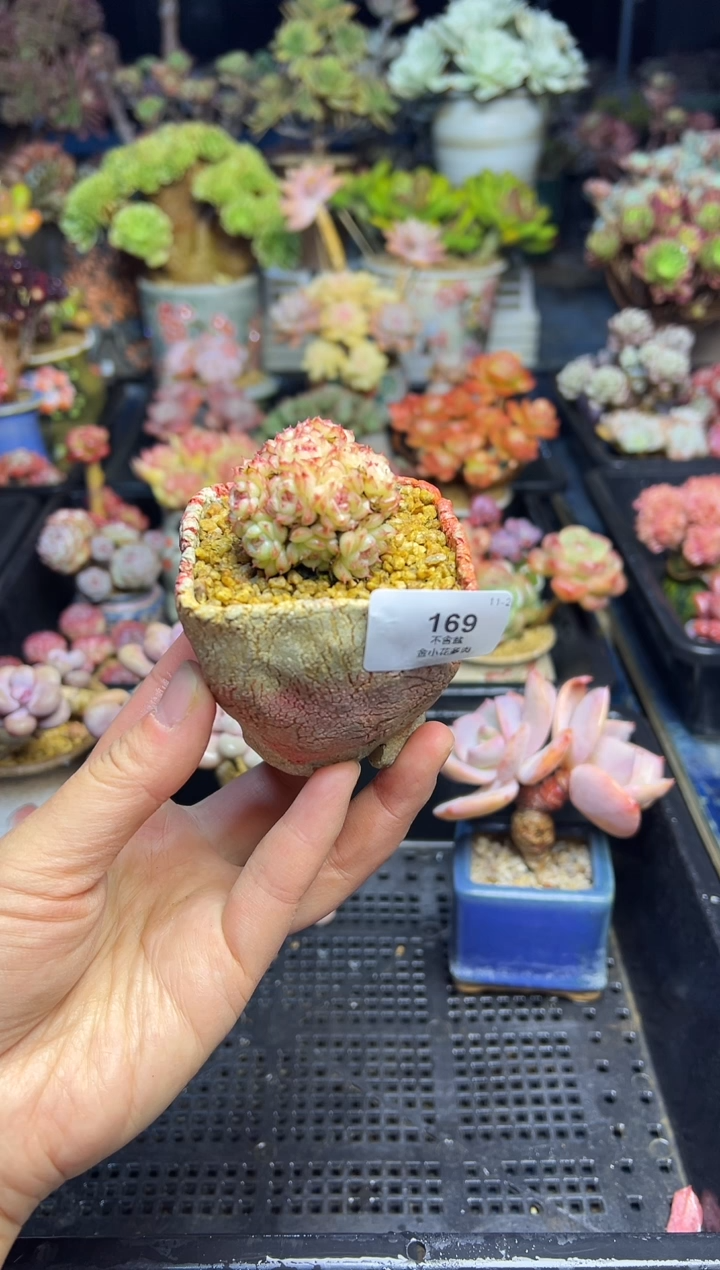 艳*?169            不带盆