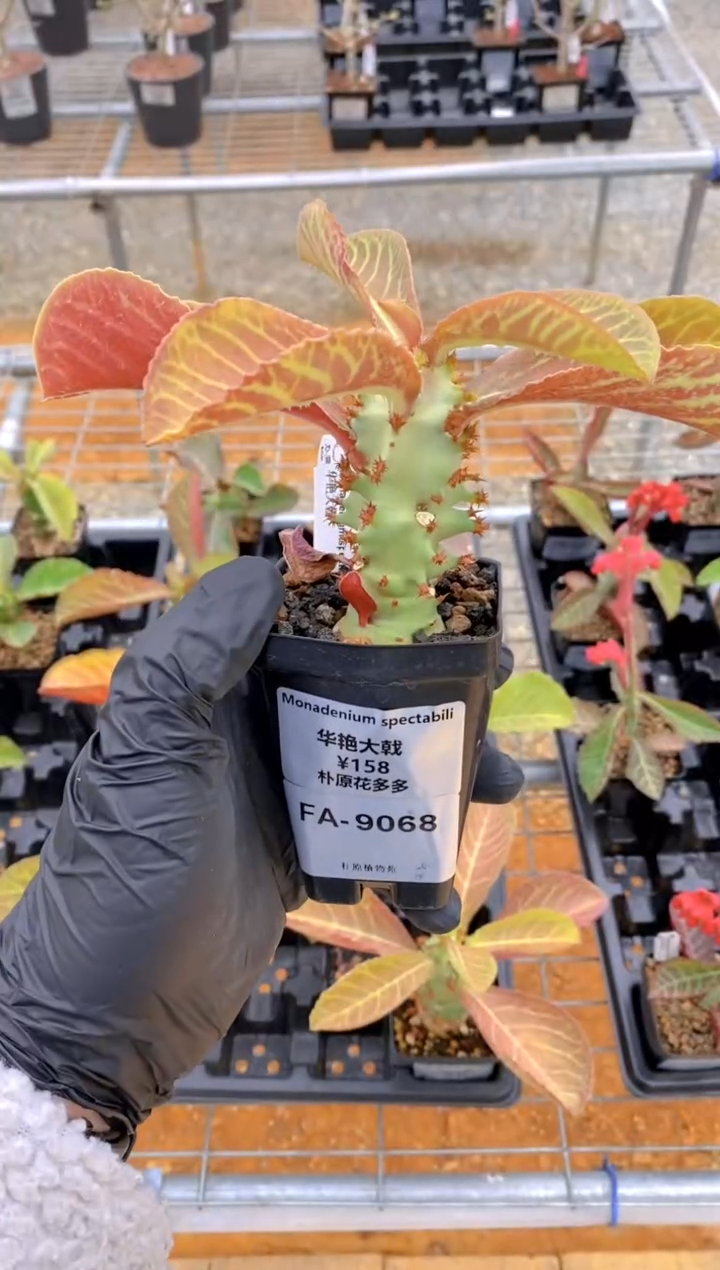 【闪购商品】华艳大戟FA-9068