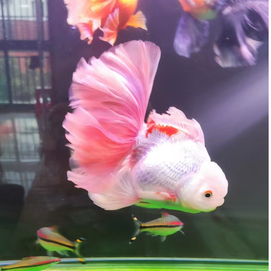 粉尾兔子泰狮金鱼百褶泰狮粉色泰狮