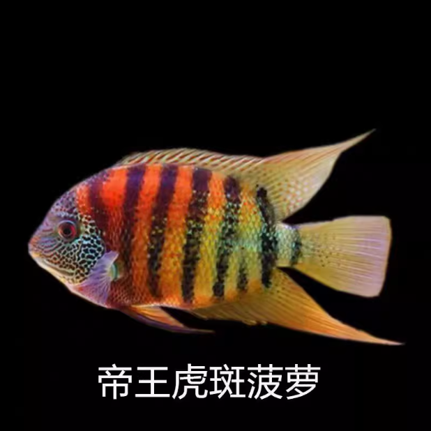 委内瑞拉帝王虎斑菠萝龙鱼虎鱼配鱼热带淡水鱼凤凰鱼
